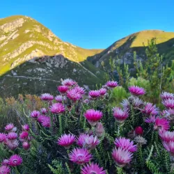 Fernkloof Nature Reserve - Hermanus