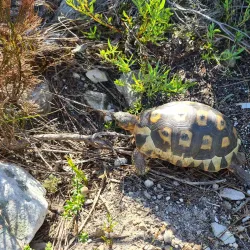 Fernkloof Nature Reserve - Hermanus