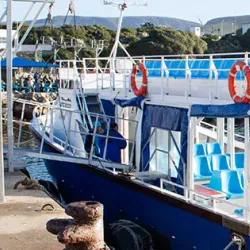 Hermanus Whale Watching - Hermanus