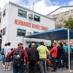 Hermanus Whale Watching - Hermanus