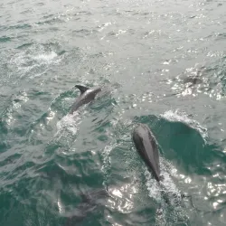 Hermanus Whale Watching - Hermanus