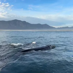 Hermanus Whale Watching - Hermanus