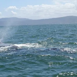 Hermanus Whale Watching - Hermanus