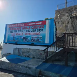 Hermanus Whale Watching - Hermanus