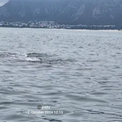 Hermanus Whale Watching - Hermanus