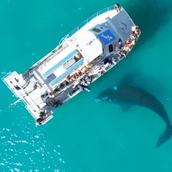 Marine Dynamics Whale Watching Tours - Hermanus