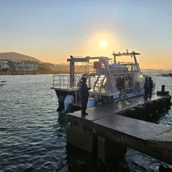 Marine Dynamics Whale Watching Tours - Hermanus