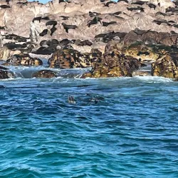 Marine Dynamics Whale Watching Tours - Hermanus