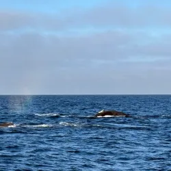 Marine Dynamics Whale Watching Tours - Hermanus