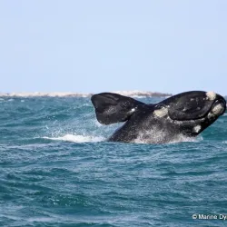 Marine Dynamics Whale Watching Tours - Hermanus