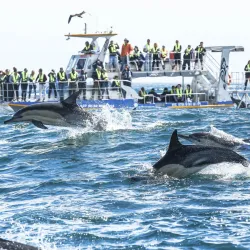 Marine Dynamics Whale Watching Tours - Hermanus