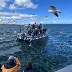 Marine Dynamics Whale Watching Tours - Hermanus