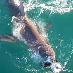 Marine Dynamics Whale Watching Tours - Hermanus