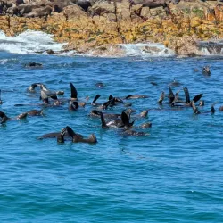 Marine Dynamics Whale Watching Tours - Hermanus