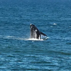 Old Harbour Museum - Hermanus