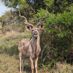 PheZulu Safari Park - Hillcrest