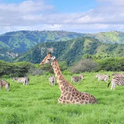 PheZulu Safari Park - Hillcrest