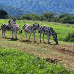 PheZulu Safari Park - Hillcrest