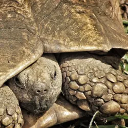 PheZulu Safari Park - Hillcrest