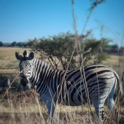 Howick Nature Reserve - Howick