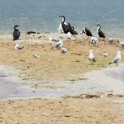 Hartenbos Lagoon - Jeffreys Bay