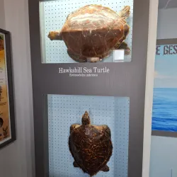 Jeffreys Bay Shell Museum - Jeffreys Bay