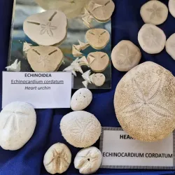 Jeffreys Bay Shell Museum - Jeffreys Bay