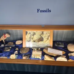 Jeffreys Bay Shell Museum - Jeffreys Bay