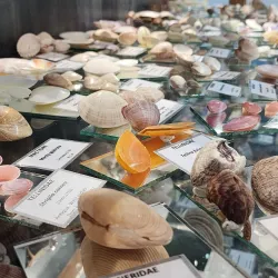 Jeffreys Bay Surf Museum - Jeffreys Bay