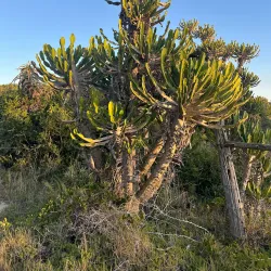 Kabeljous Nature Reserve - Jeffreys Bay