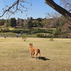 Johannesburg Botanical Gardens - Johannesburg