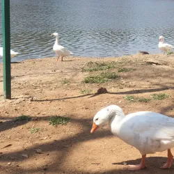 Zoo Lake - Johannesburg