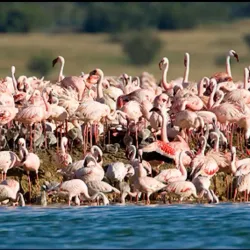 Kamfers Dam Nature Reserve - Kimberley