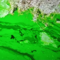 Kamfers Dam Nature Reserve - Kimberley