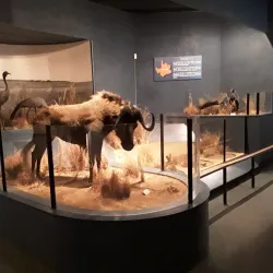 McGregor Museum - Kimberley