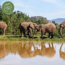 Knysna Elephant Park - Knysna