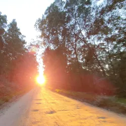 Knysna Forest - Knysna