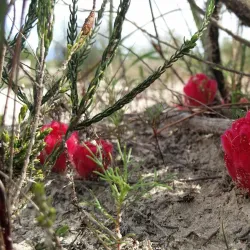 Eerste River Hiking Trails - Kuils River