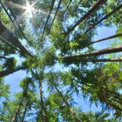 Local Markets and Festivals - KwaMhlanga