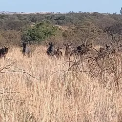 Mabusa Nature Reserve - KwaMhlanga