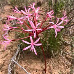 Ladismith Hiking Trails - Ladismith