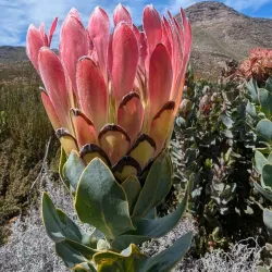 Swartberg Nature Reserve - Ladismith