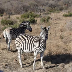 Biggarsberg Nature Reserve - Ladysmith
