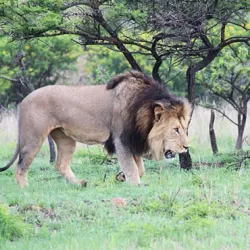 Biggarsberg Nature Reserve - Ladysmith