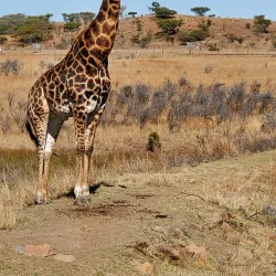 Biggarsberg Nature Reserve - Ladysmith