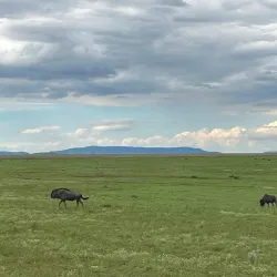 Biggarsberg Nature Reserve - Ladysmith