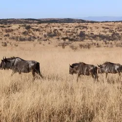 Biggarsberg Nature Reserve - Ladysmith