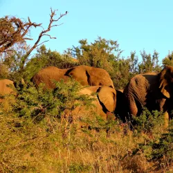 Biggarsberg Nature Reserve - Ladysmith