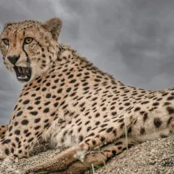 Biggarsberg Nature Reserve - Ladysmith