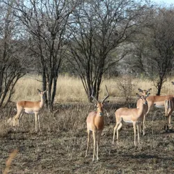 Spioenkop Nature Reserve - Ladysmith